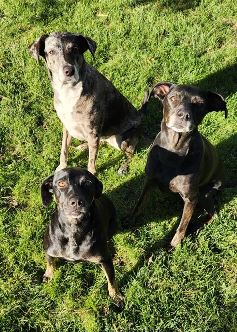 Stella, Ivy, and Piper - Jodi's three dogs, in the backyard