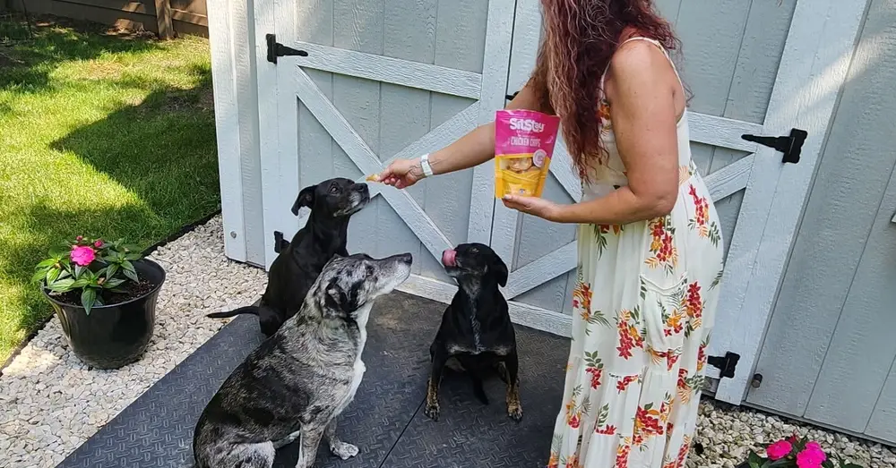 Jodi’s three dogs line up and wait for a treat by the shed