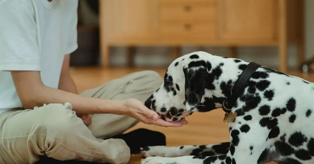 A Dalmatian dog being lovingly fed by its owner indoors, capturing a heartwarming moment.