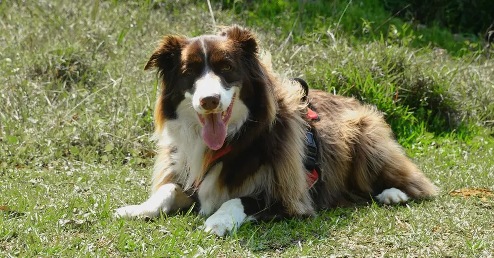 A joyful Border Collie relaxing on a sunny grassy field with a playful expression.