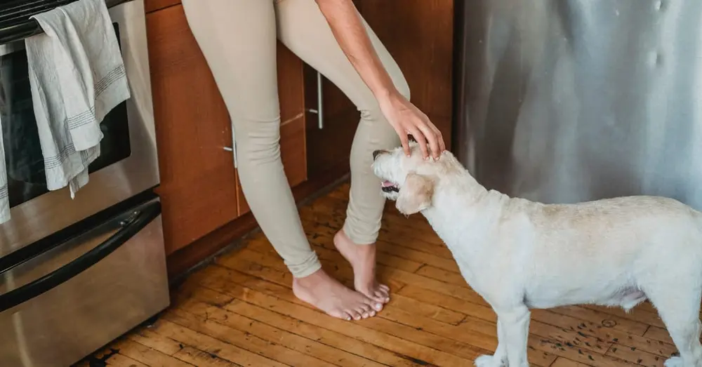 From above side view of crop barefoot ethnic female stroking purebred dog with open mouth on floor in house