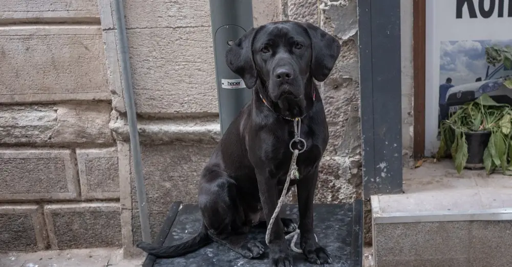 Black Labrador sitting on a city sidewalk near a store entrance, adding charm to the street scene.