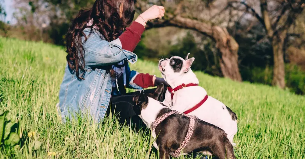 A woman enjoys a sunny day in the park with two French Bulldogs, creating a serene outdoor scene.