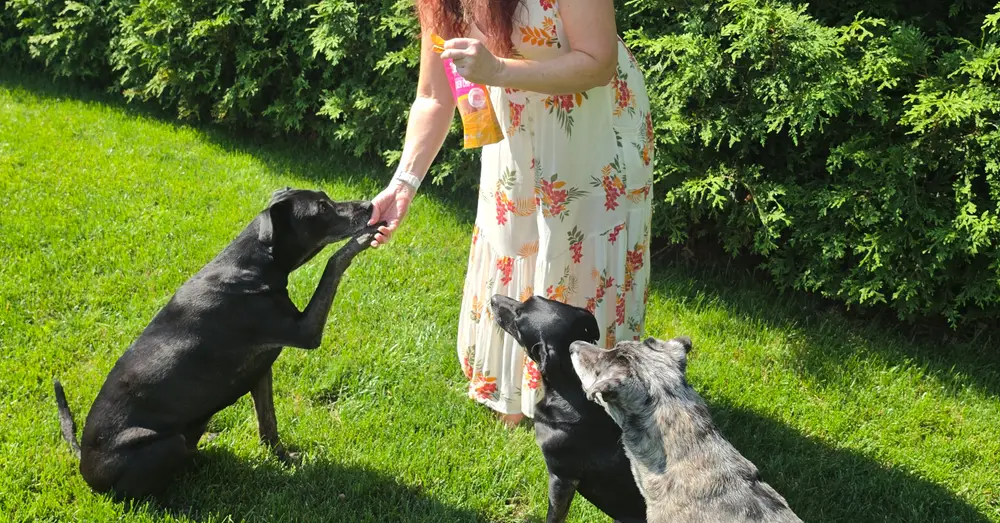 Jodi’s dogs take chicken treats from her hand on the lawn