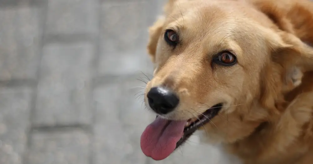 Charming close-up shot of a happy tan dog with tongue out, enjoying the outdoors.