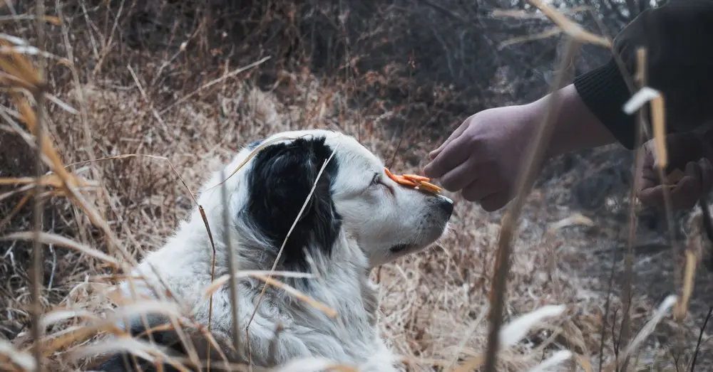 A dog demonstrates discipline by balancing a treat on its nose outdoors.