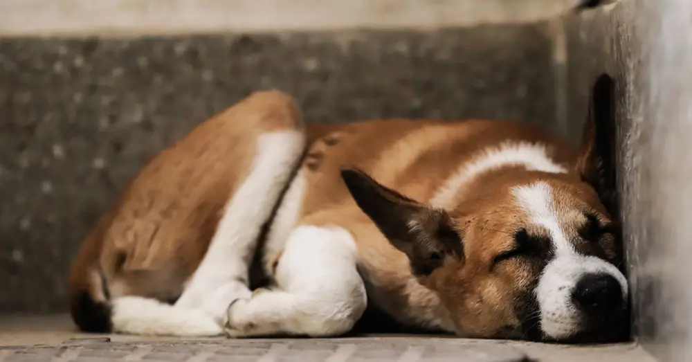A cute dog peacefully sleeping on a concrete floor indoors, capturing serene simplicity.