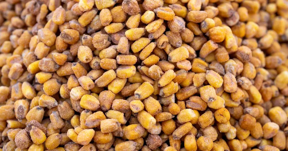 Close-up of roasted corn kernels in Kahramanmaraş, offering a rich texture and warm colors.