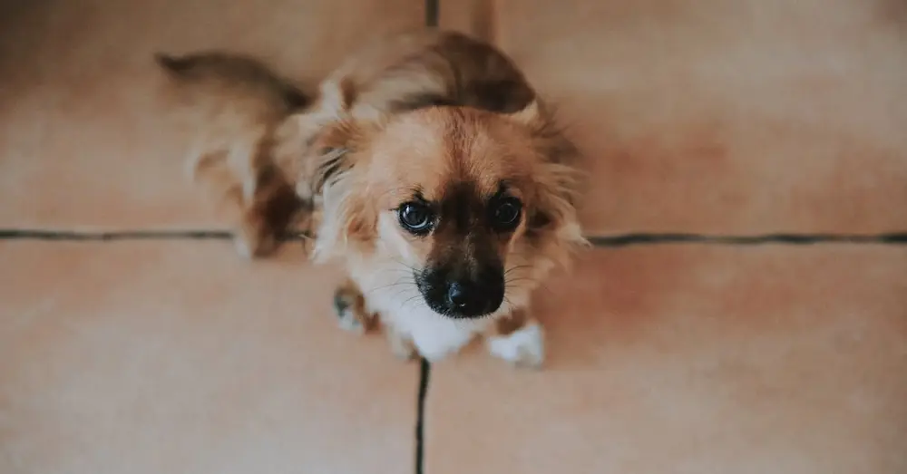 Charming close-up of a puppy sitting on a tiled floor, captured in Ibiza, Spain.
