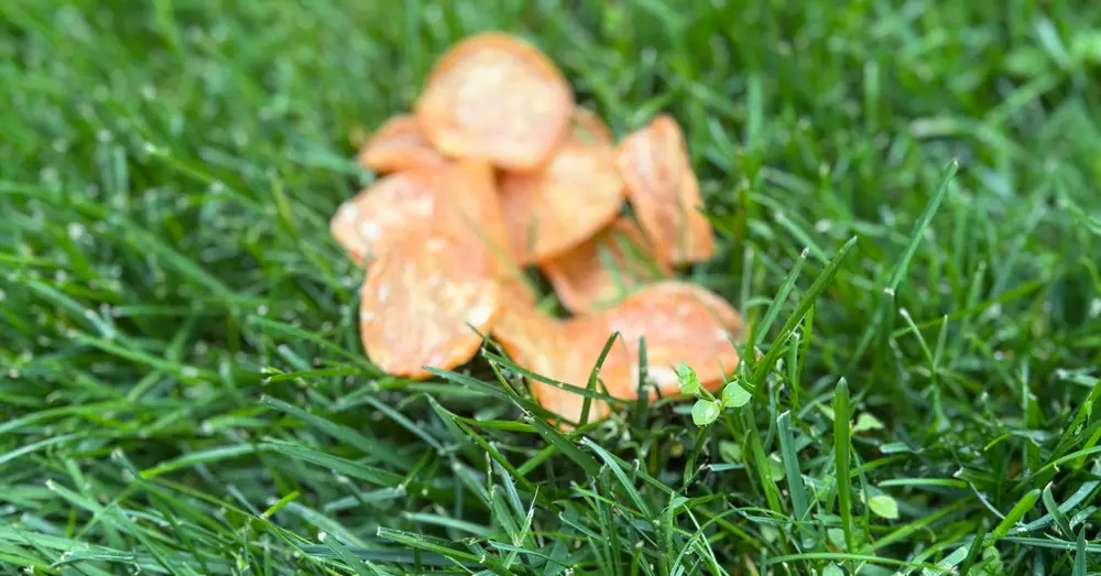 A bag of SitStay Chicken Chips in the grass with chips above it