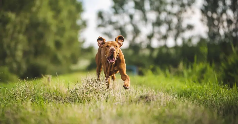A happy brown dog joyfully running through a lush green field in Slovakia.