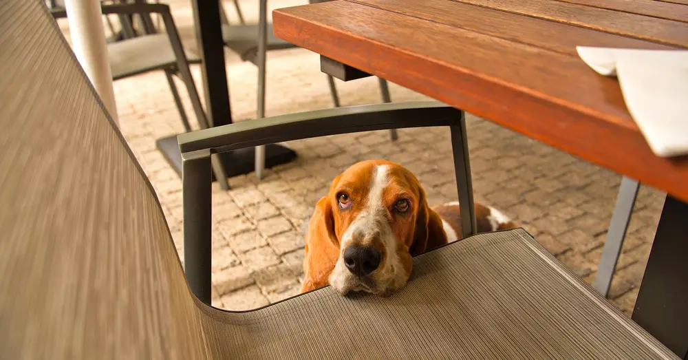 Adorable basset hound peeking under a table in an outdoor café. Captured in a cozy setting.