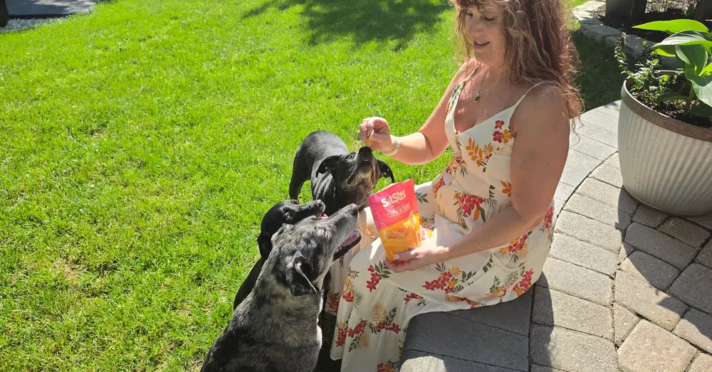 Three dogs work for a high-value chicken chip from Jodi on the patio
