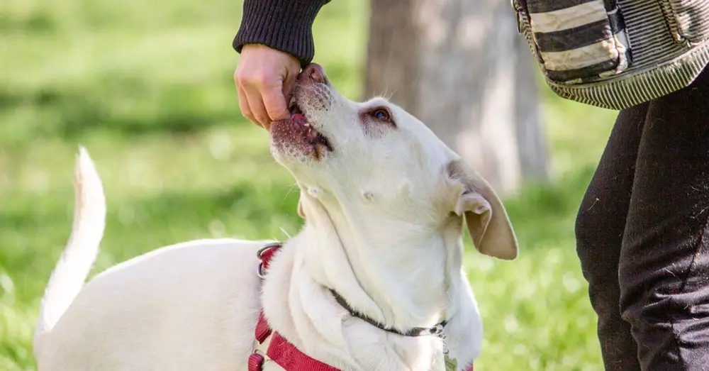 A Labrador Retriever receives a treat from its owner during outdoor training.