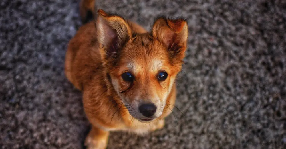 Charming close-up shot of a small brown puppy looking up on an outdoor surface.