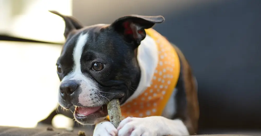 A cute Boston Terrier puppy enjoying a treat outdoors while wearing a polka dot bandana.