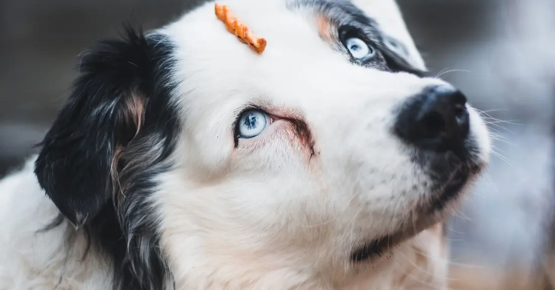 Close-up of an Australian Shepherd with a treat on its nose, showcasing its striking blue eyes.