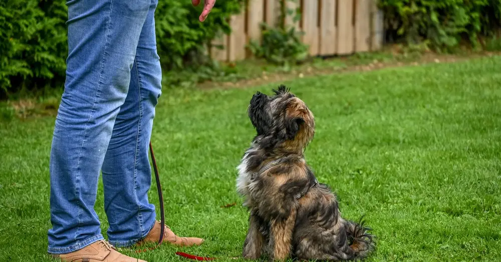 A Tibetan Terrier dog sitting attentively for training in a backyard setting.