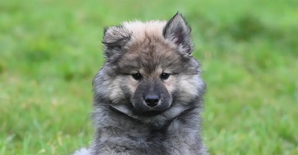 Cute fluffy puppy sitting on lush green grass, looking curious and adorable.
