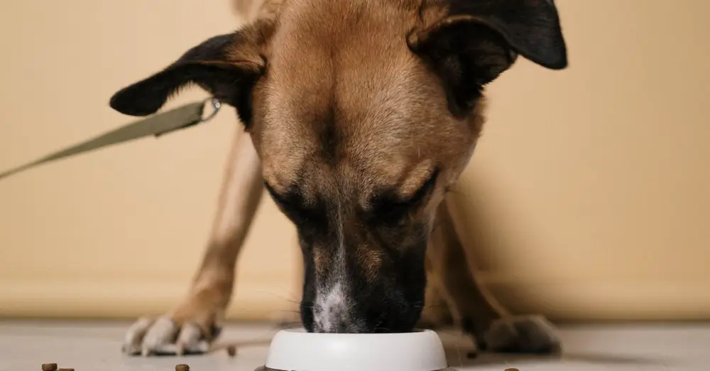 A close-up of a brown dog eating kibble from a white bowl indoors.